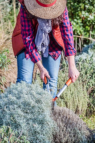 Woman_pruning_a_helichrysum_curry_plant_in_winter