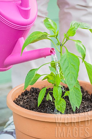 Woman_planting_a_chili_plant_in_a_pot_watering_after_setting_up