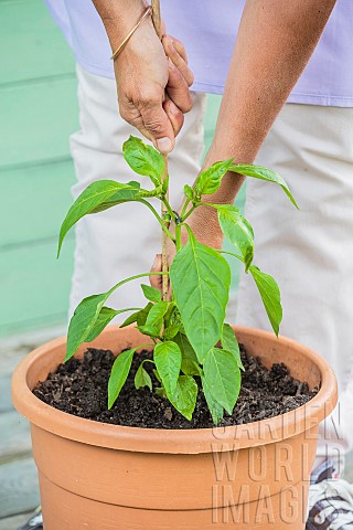 Woman_planting_a_chili_plant_in_a_pot__placing_a_stake_to_support_the_plant