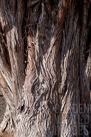 Italian_cypress_Cupressus_sempervirens_trunk_of_an_old_tree_Gers_France