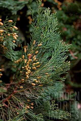 Italian_cypress_Cupressus_sempervirens_leaves_and_male_cones_in_february_Vaucluse_France