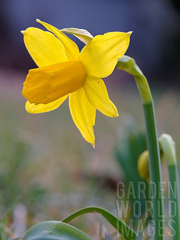Cyclamen_flowerd_daffodil_Narcissus_cyclamineus_variety_February_Gold_Europe_Central_Europe_Germany