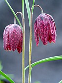 Snakes head or chess flower (Fritillaria meleagris). Europe, Central Europe, Germany