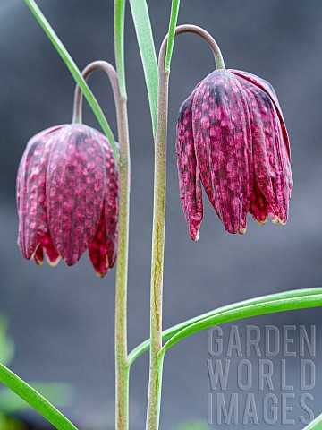 Snakes_head_or_chess_flower_Fritillaria_meleagris_Europe_Central_Europe_Germany