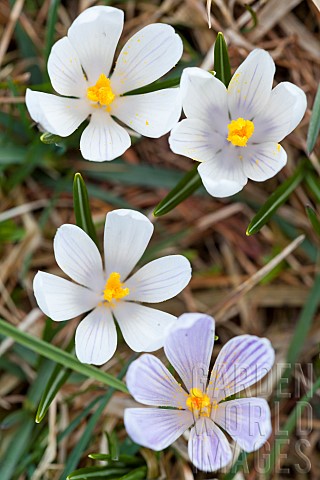 Spring_Crocus_Crocus_vernus_in_the_south_tyrolian_alps_are_the_harbinger_of_spring_in_the_mountains_