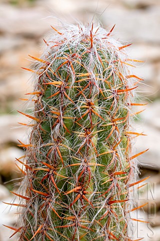 Cactus_Oreocereus_sp
