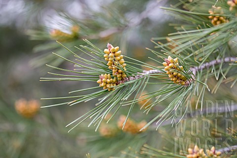 Aleppo_pine_Pinus_halepensis_branches_with_male_flower_cones_Gard_France