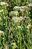 Whitetop (Lepidium draba), Gard, France