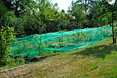 Protective netting installed on raspberry and redcurrant bushes - garden fruits