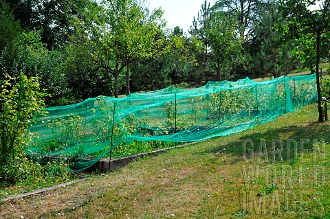 Protective_netting_installed_on_raspberry_and_redcurrant_bushes__garden_fruits