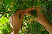 Harvesting the flowers of the lime tree (Tilia sp) to make infusions and herbal teas that are a source of well-being