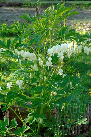 White_Common_bleedinghearts_Dicentra_spectabilis_in_bloom_in_a_garden