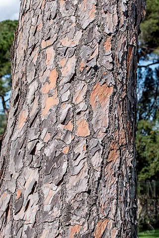 Bark_of_Stone_pine_Pinus_pinea_Gard_France