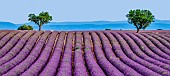 Picturesque trees in the middle of a lavender field against a blue sky and mountains in the distance. Plateau Valensole. Provence. France.