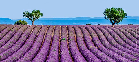Picturesque_trees_in_the_middle_of_a_lavender_field_against_a_blue_sky_and_mountains_in_the_distance