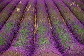 Picturesque fragment of a lavender field with oats. France. Provence. Plateau Valensole.