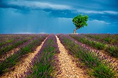 Lonely tree in the middle of a lavender field with a beautiful stormy dramatic sky. Plateau Valensole. Provence. France.