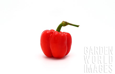 One_red_ripe_bell_pepper_on_a_light_background_Natural_product