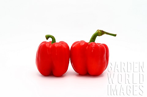 Two_red_ripe_sweet_peppers_on_a_light_background_Natural_produc