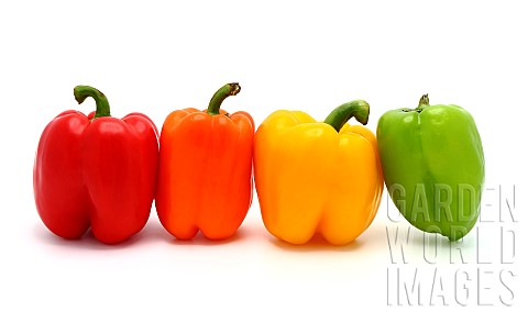 Four_ripe_sweet_peppers_on_a_light_background_Red_yellow_green_and_orange_Natural_product_Natural_co