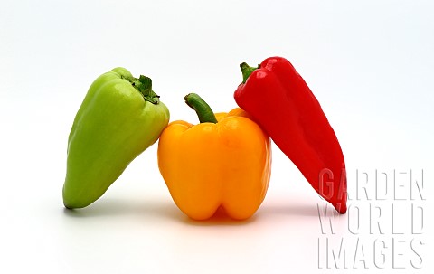 Three_sweet_peppers_of_yellow_red_and_green_colors_on_a_light_background_Natural_product_Natural_col