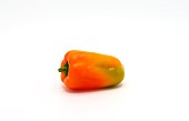 Orange ripe bell peppers on a light background. Natural product. Natural color. Close-up.