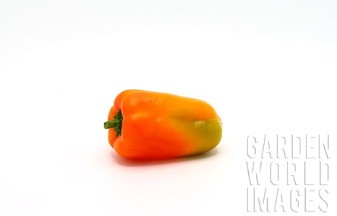 Orange_ripe_bell_peppers_on_a_light_background_Natural_product_Natural_color_Closeup