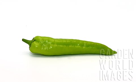 One_pepper_of_green_color_on_a_light_background_Natural_product_Natural_color_Closeup