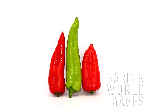 Three_chili_peppers_of_red_and_green_color_on_a_light_background_Natural_product_Natural_color_Close