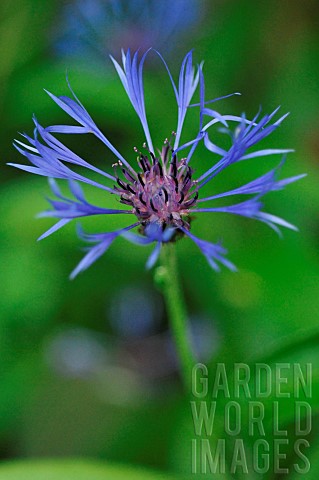 Garden_cornflower_Centaurea_cyanus_flower