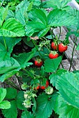 Ripe strawberries in the garden, cultivated strawberry (Fragaria x ananassa)