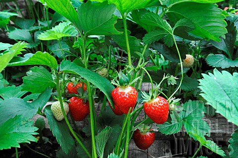 Ripe_strawberries_in_the_garden_cultivated_strawberry_Fragaria_x_ananassa