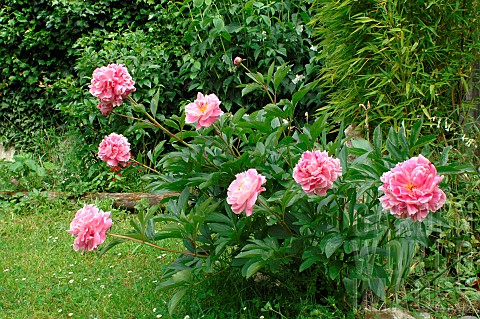 Peony_Paeonia_sp_in_flower_in_a_garden_bed
