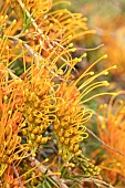 Amber grevillea (Grevillea tenuiloba), flowers