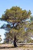 Aleppo pine (Pinus halepensis), Bouches-du-Rhone, France
