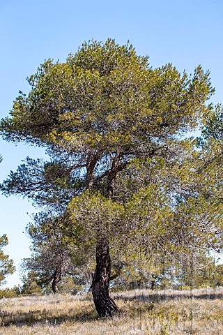 Aleppo_pine_Pinus_halepensis_BouchesduRhone_France