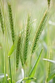 Wall barley (Hordeum murinimum) ears, Gard, France