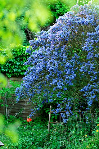 Ceanothus_Ceanothus_sp_blue_flowering_shrub