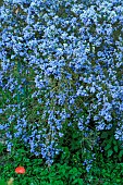 Ceanothus (Ceanothus sp), blue flowering shrub
