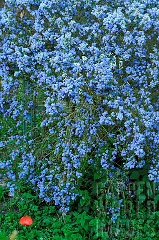 Ceanothus_Ceanothus_sp_blue_flowering_shrub