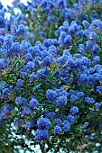 Ceanothus (Ceanothus sp), blue flowering shrub