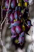 Velvet bean (Mucuna sempervirens) flowers, Gard, France