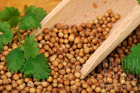 Coriander_Coriandrum_sativum_seeds_with_Coriander_leaf_in_a_plate_and_a_wooden_spoon__aromatic_plant