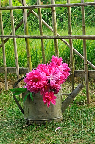 Peonies_Paeonia_sp_in_a_zinc_watering_can_in_a_country_garden_in_front_of_a_bamboo_fence