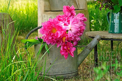 Peonies_Paeonia_sp_in_a_zinc_watering_can_in_a_country_garden