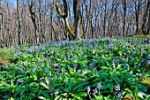 Pyrenean squill (Scilla lilio-hyacinthus), Blooms before the trees leaves appear. Habitat: beech forests. Bearn : Pyrénées-Atlantiques, France