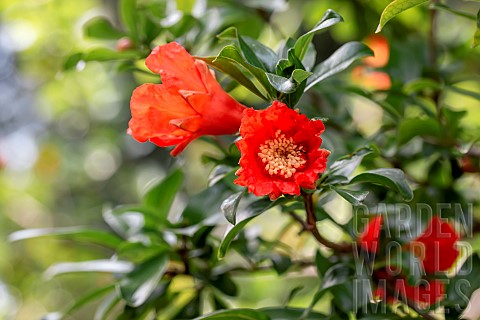 Pomegranate_Punica_granatum_flowers_Gard_France