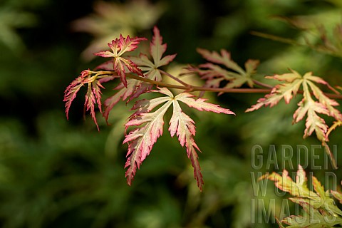 Young_leaves_of_Japanese_maple_Acer_palmatum_Seiryu
