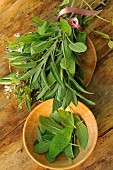 Sage. Fresh Sage (Salvia officinalis) - aromatic and medicinal - sage leaves in a wooden bowl - health benefits - kitchen - garden-