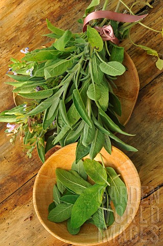 Sage_Fresh_Sage_Salvia_officinalis__aromatic_and_medicinal__sage_leaves_in_a_wooden_bowl__health_ben